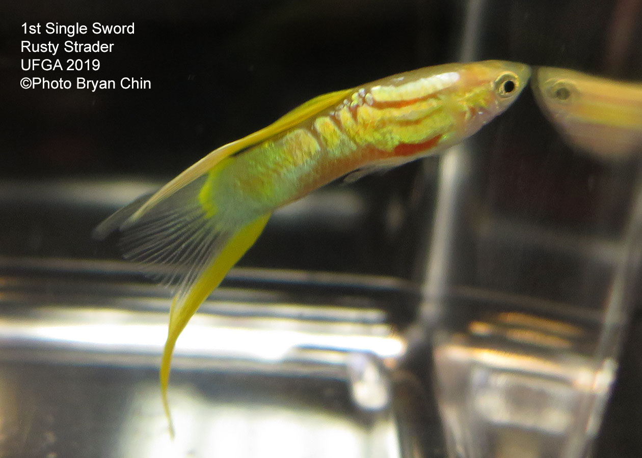 double sword guppy