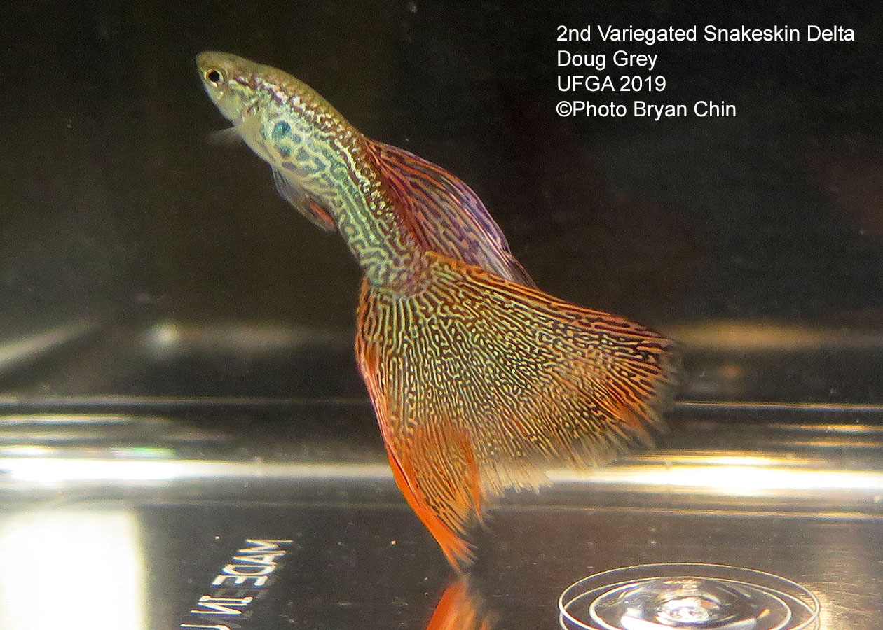 snakeskin red variegated guppy