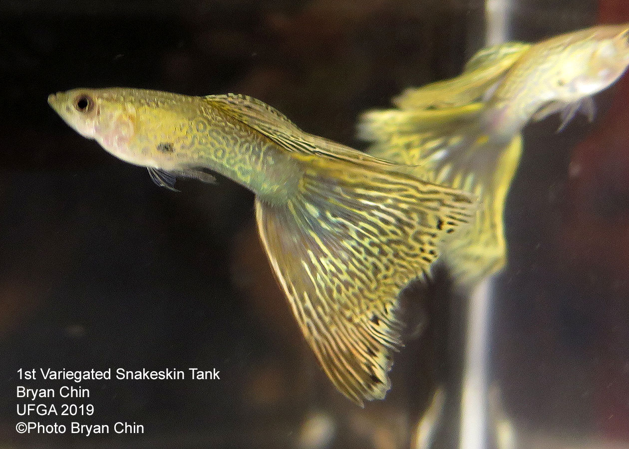 snakeskin variegated guppy