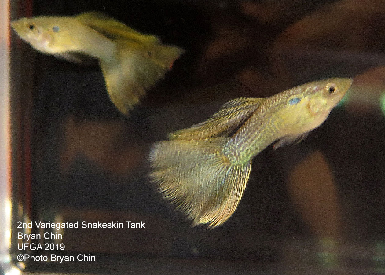 snakeskin variegated guppy