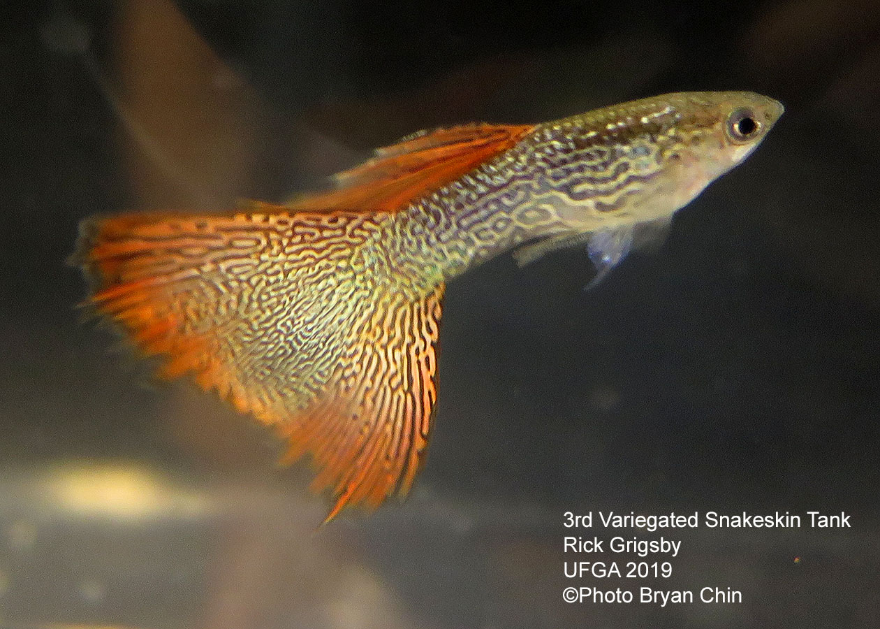 snakeskin variegated guppy