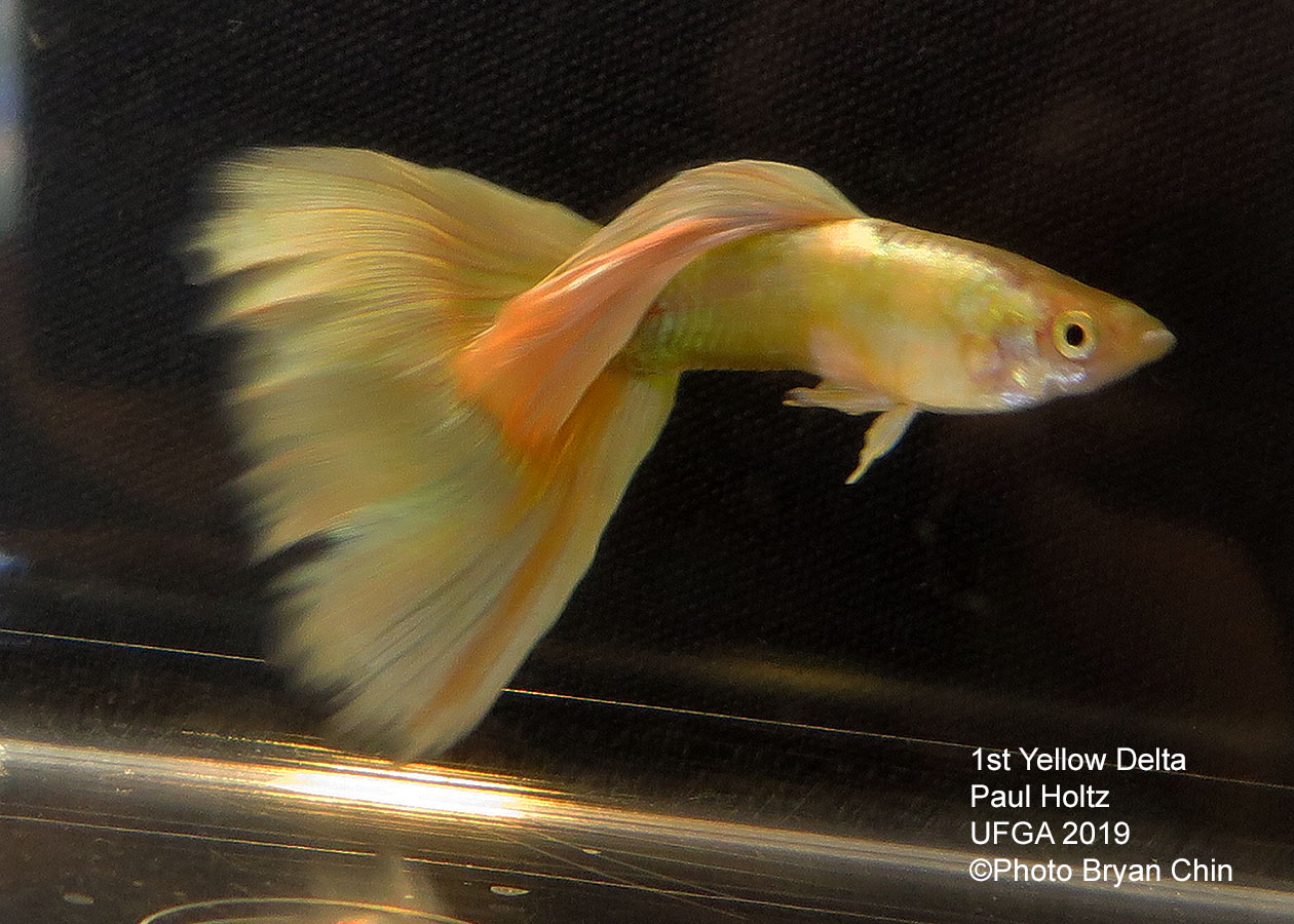 yellow guppy