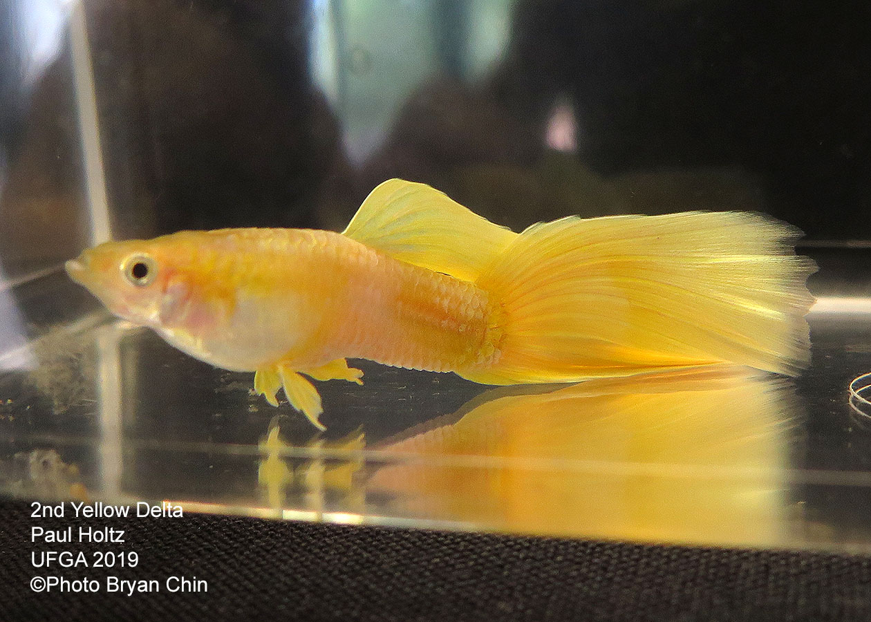 yellow guppy