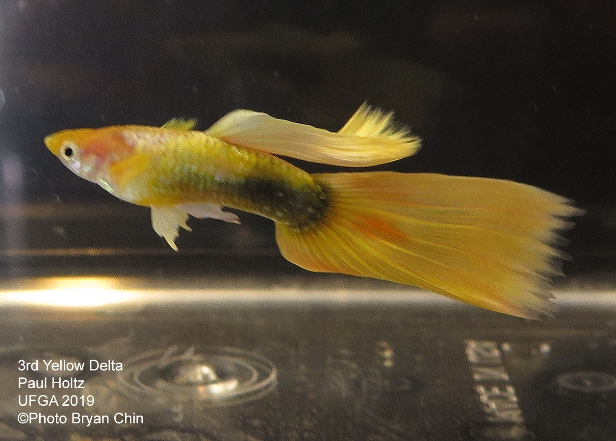 yellow guppy