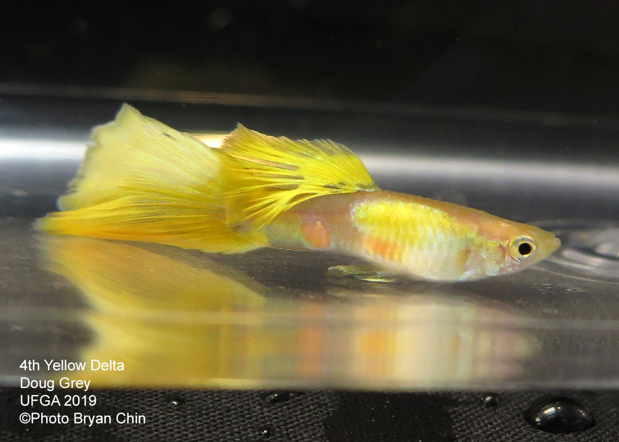 yellow guppy