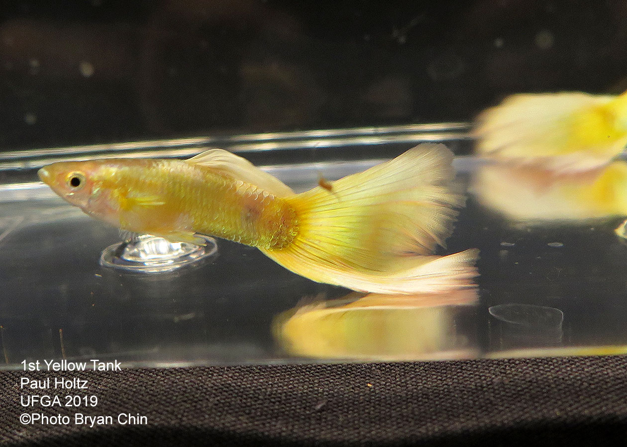 yellow guppy