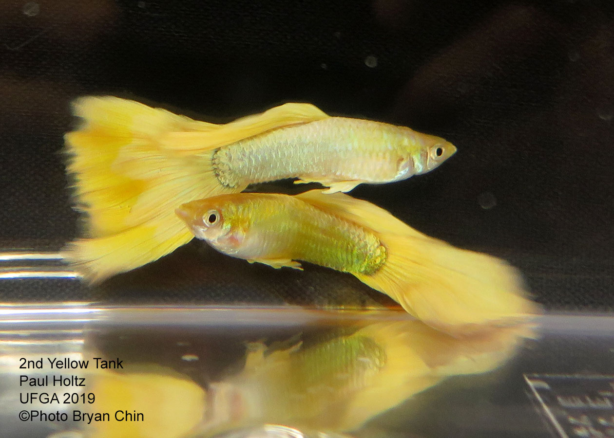 yellow guppy