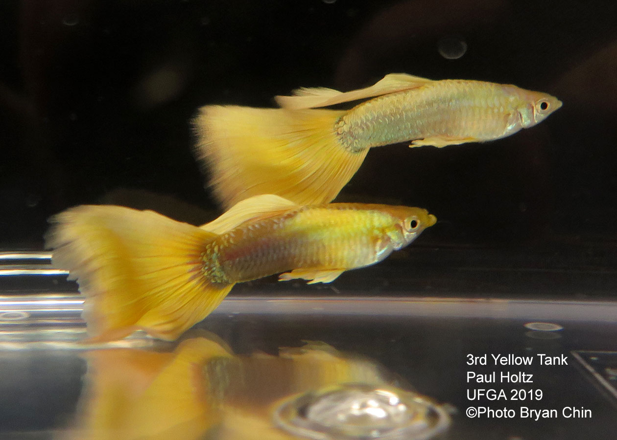 yellow guppy