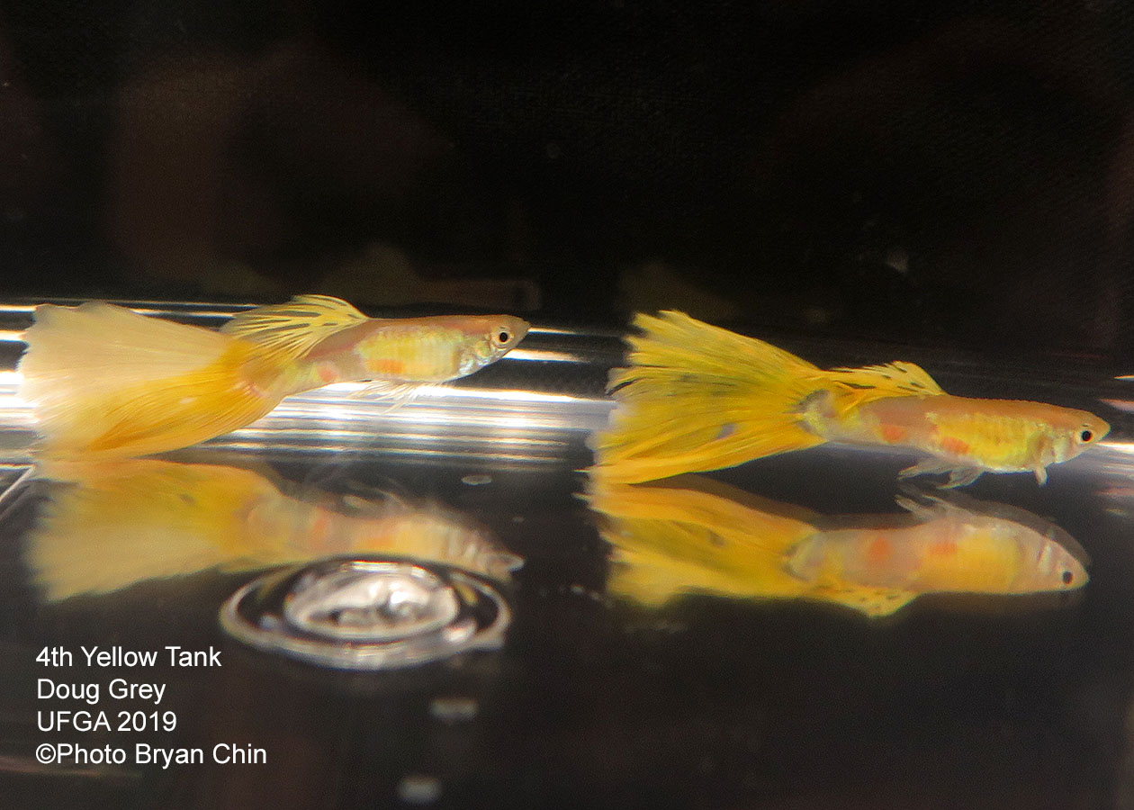 yellow guppy