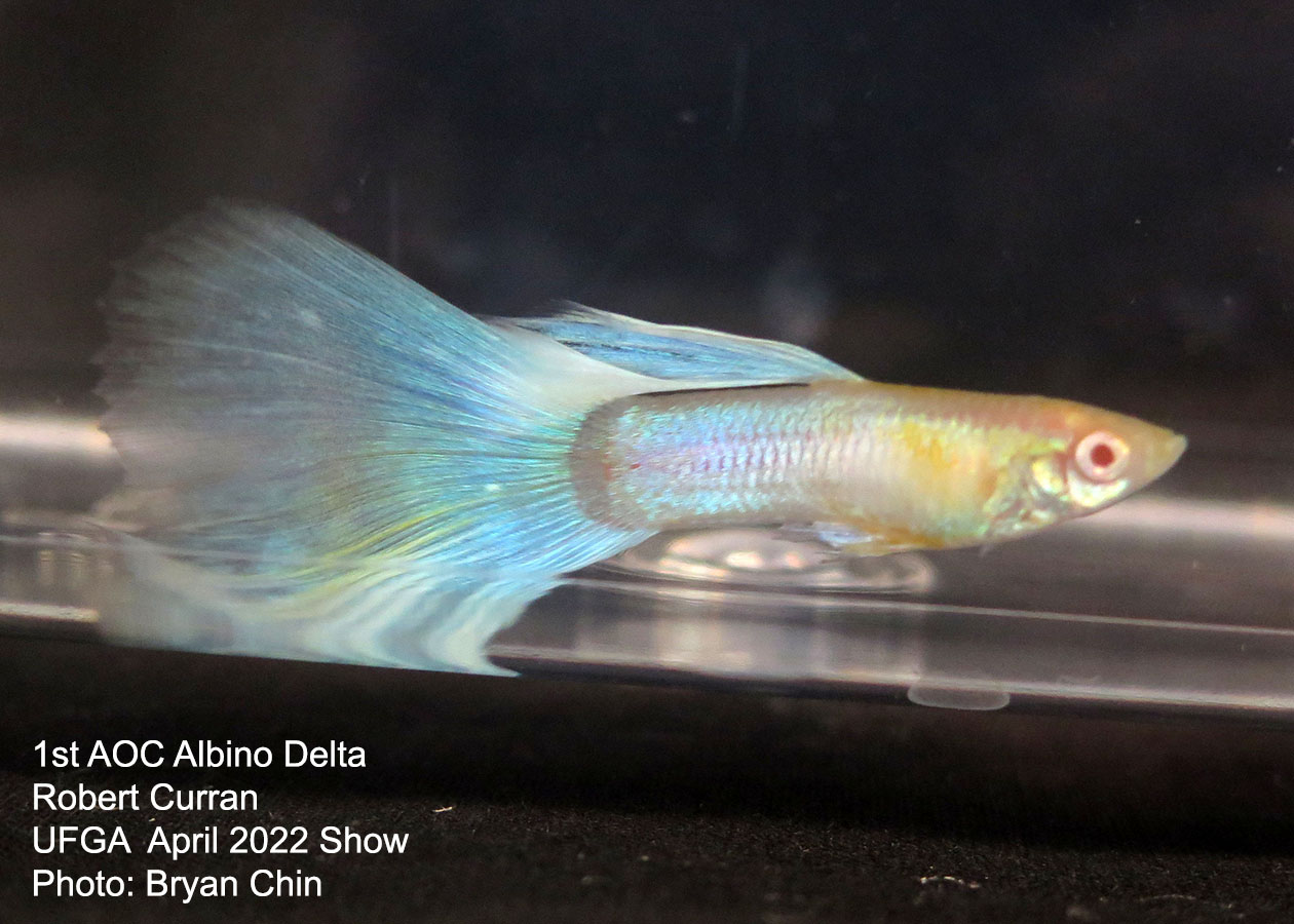 AOC Albino Guppy