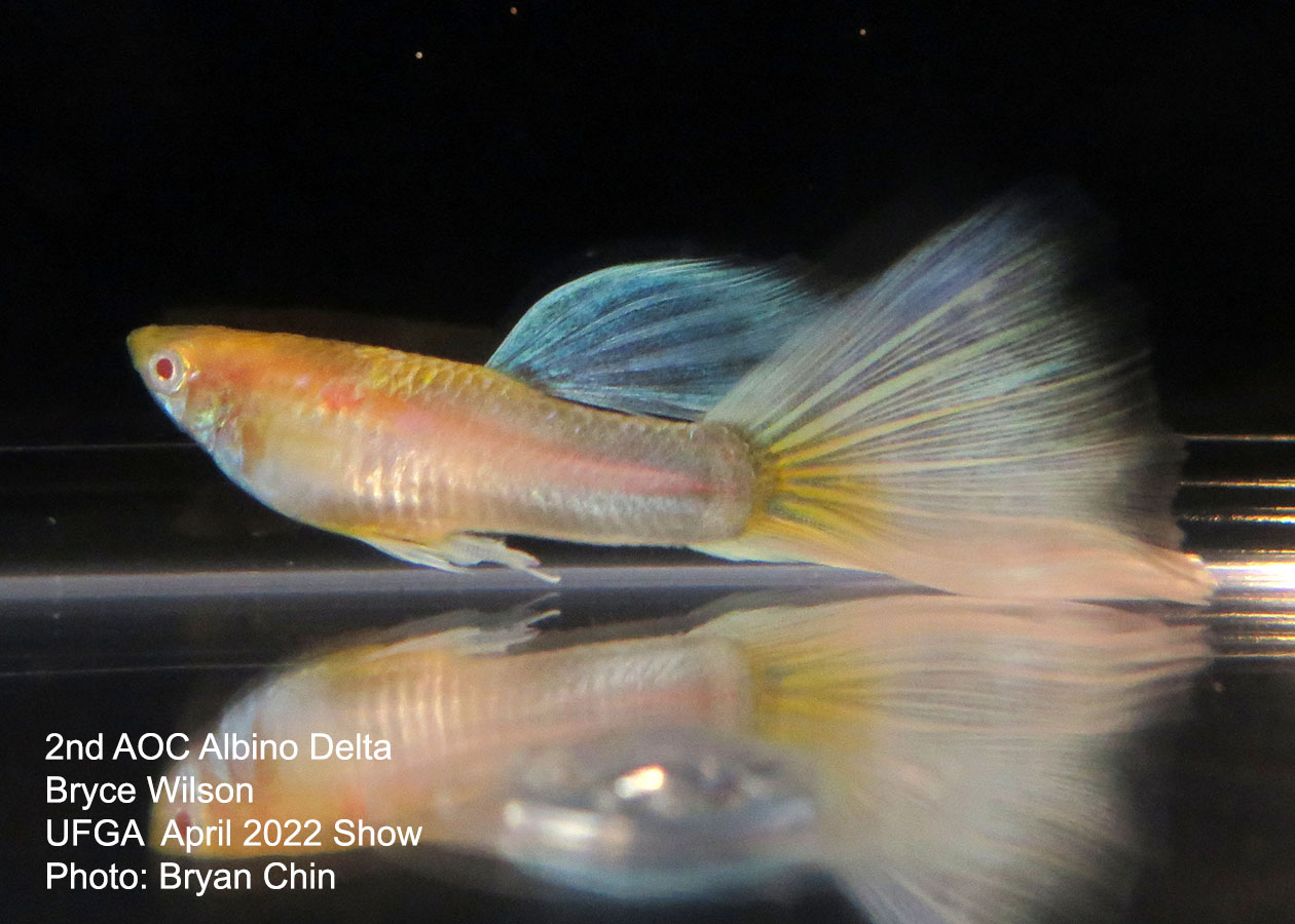 AOC albino guppy