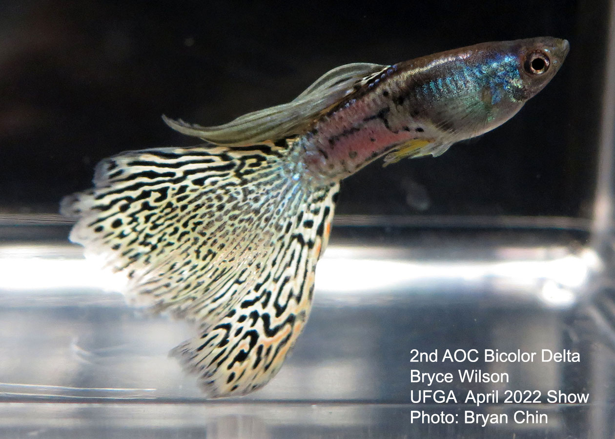 AOC bicolor guppy