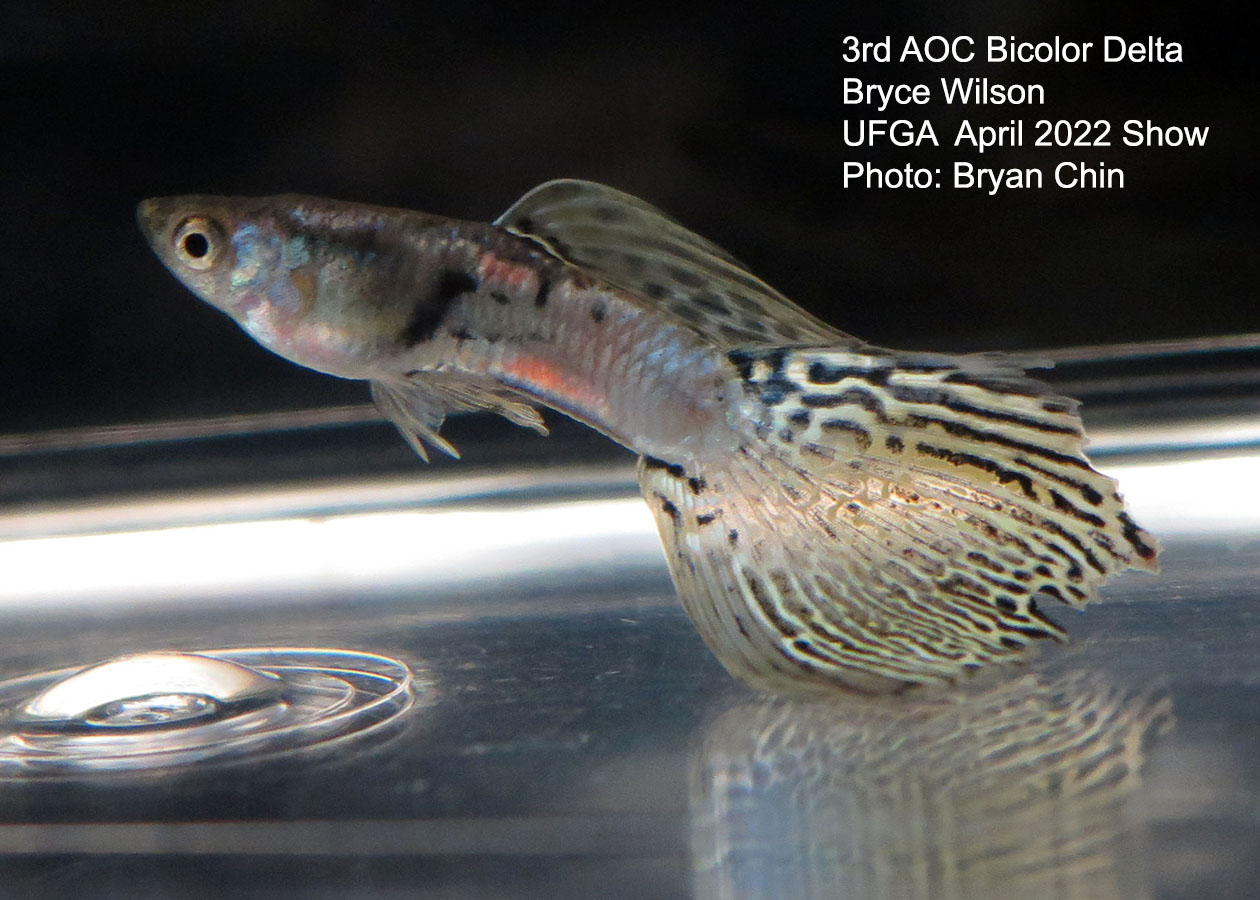 AOC Bicolor guppy