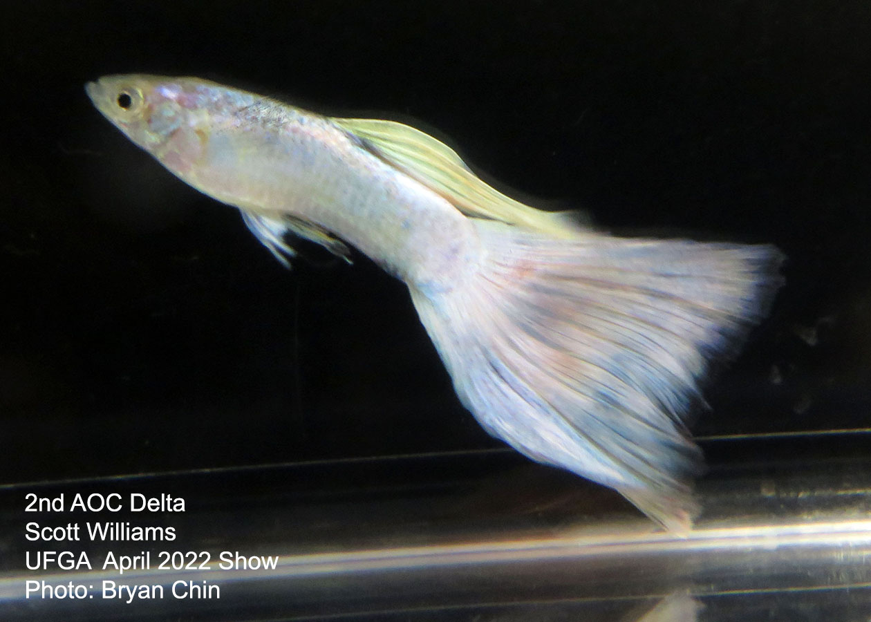 AOC Pastel Guppy