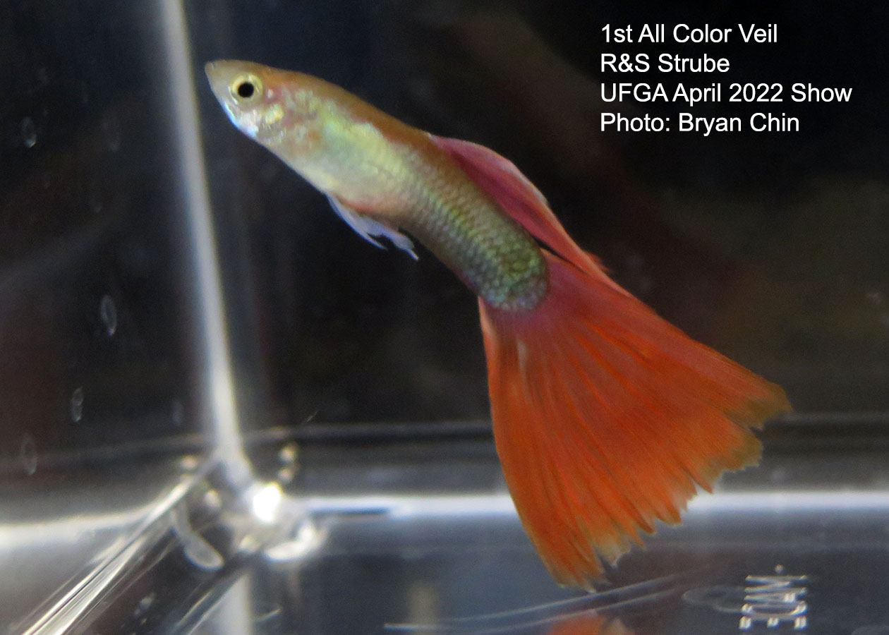 veil guppy