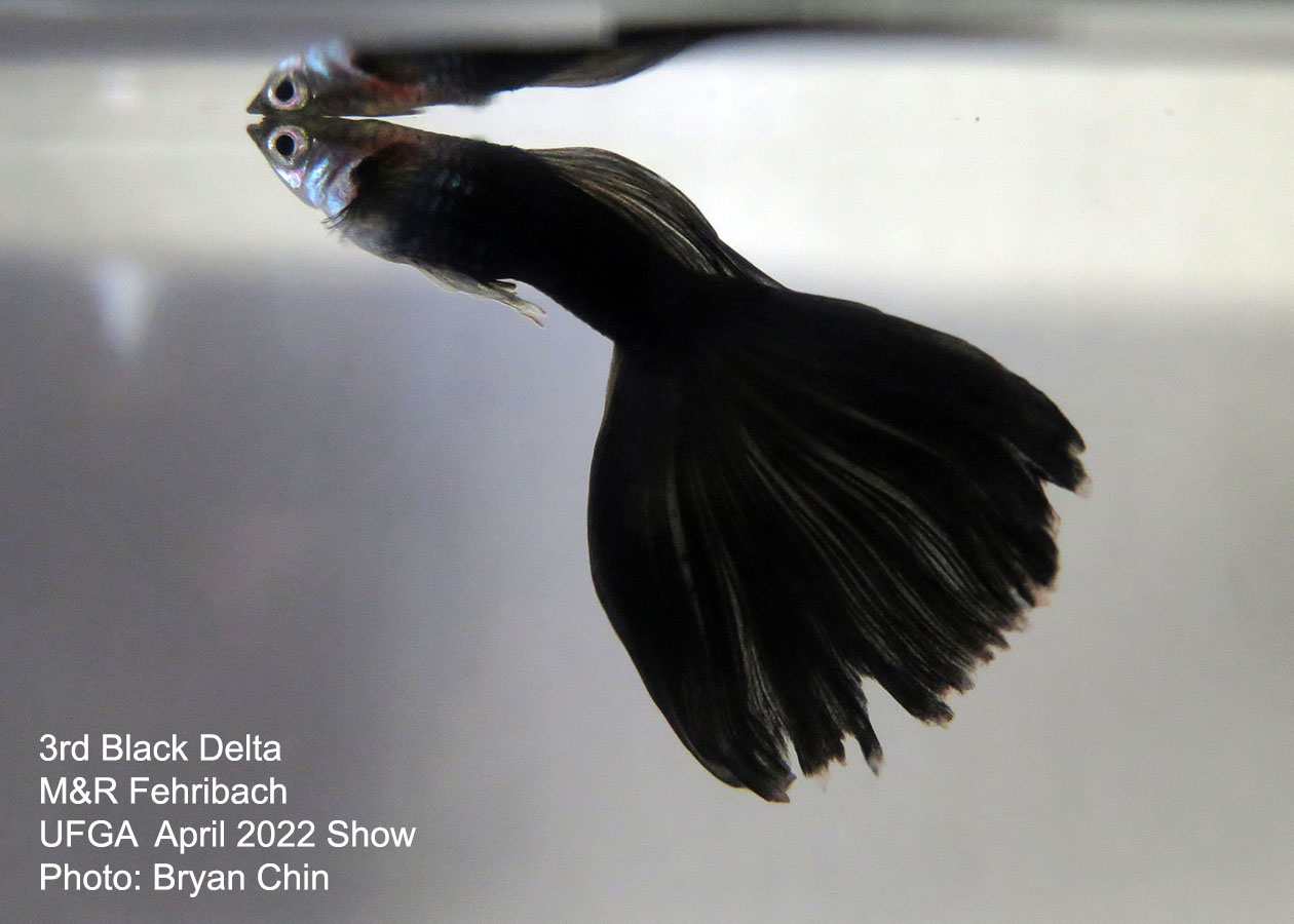 black guppy