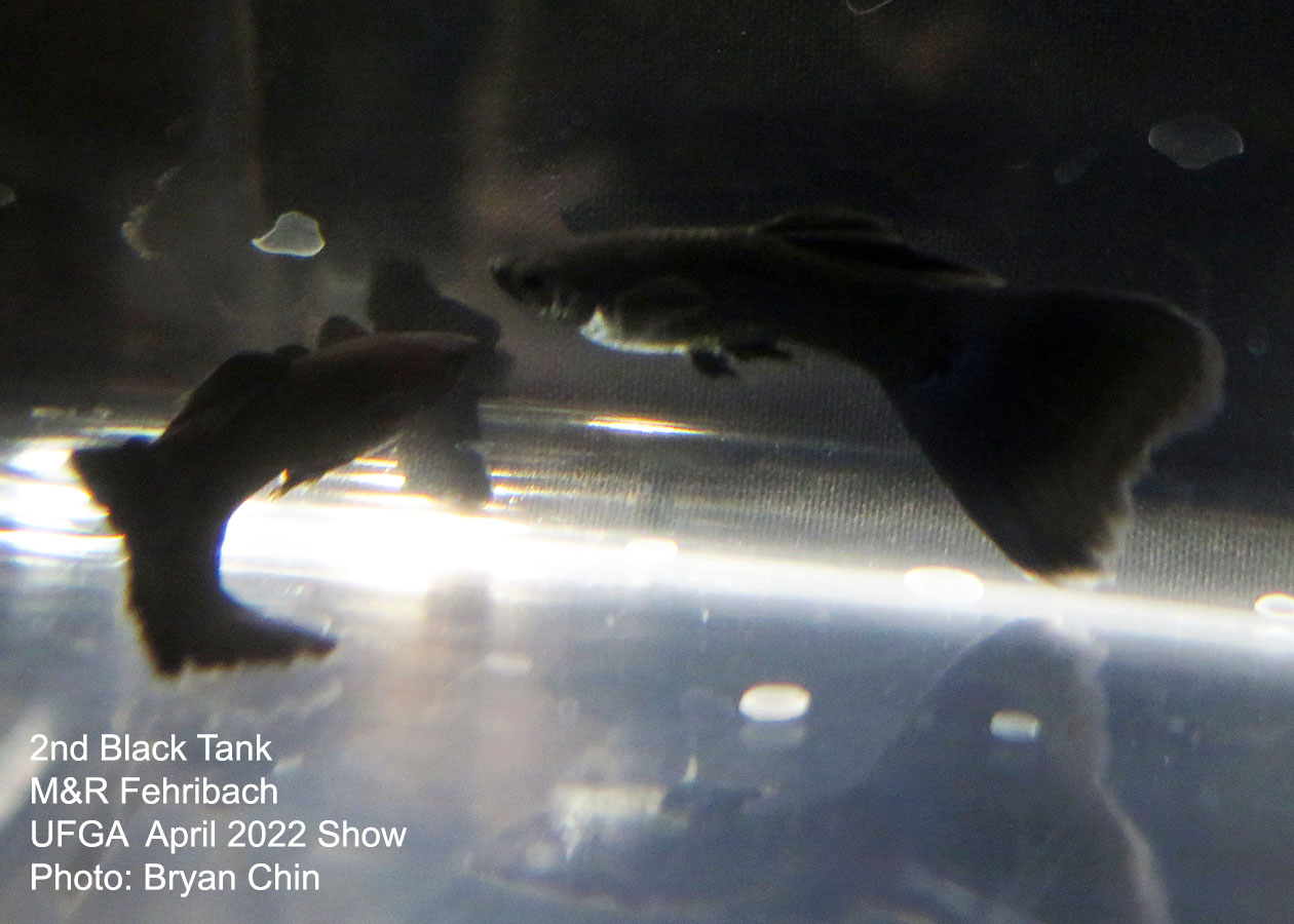 black guppy