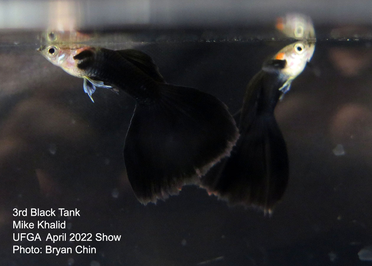 black guppy