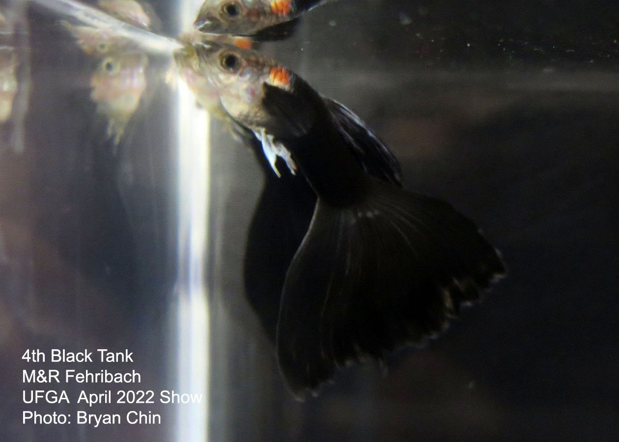 black guppy