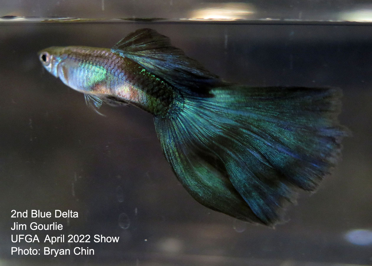 blue guppy