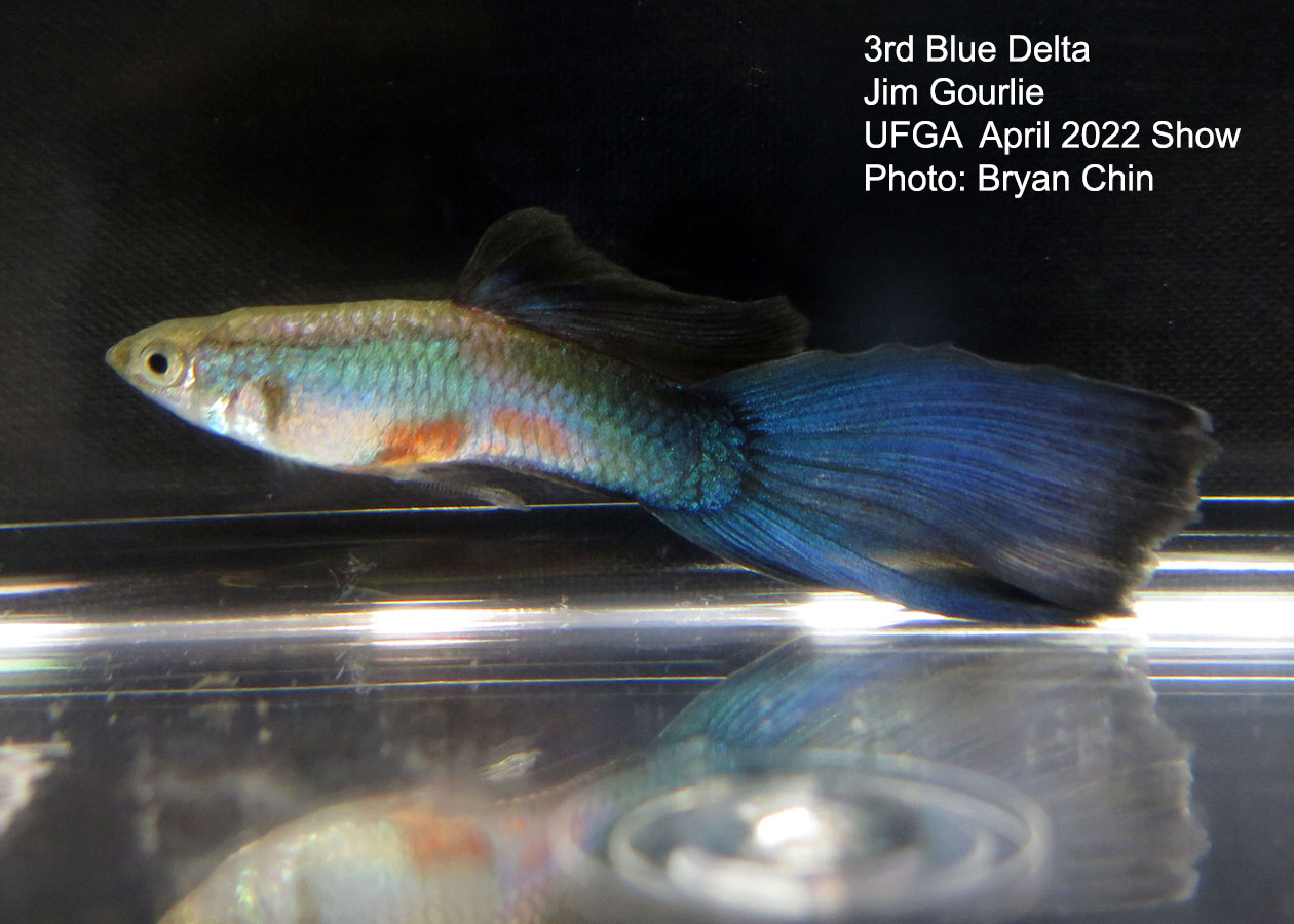 blue guppy