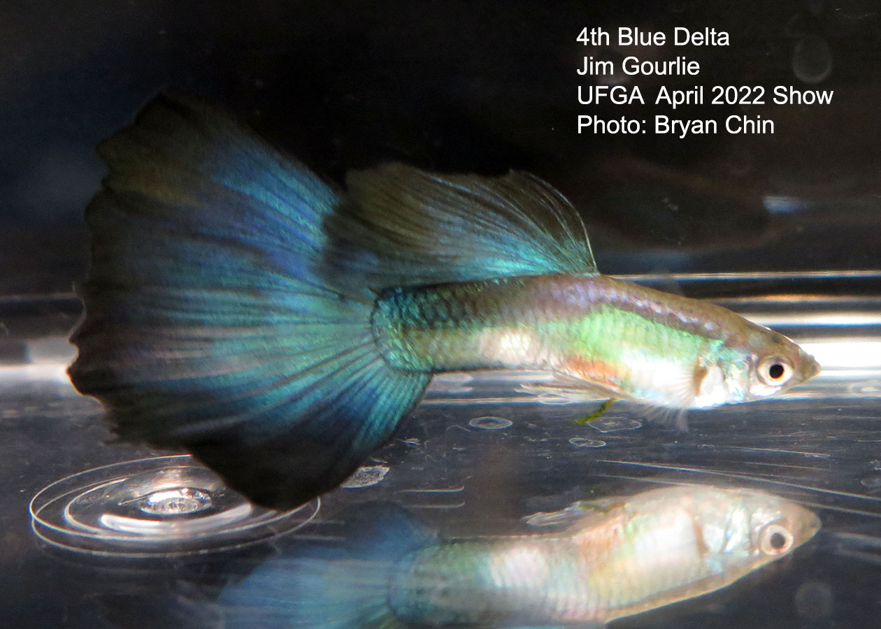 blue guppy