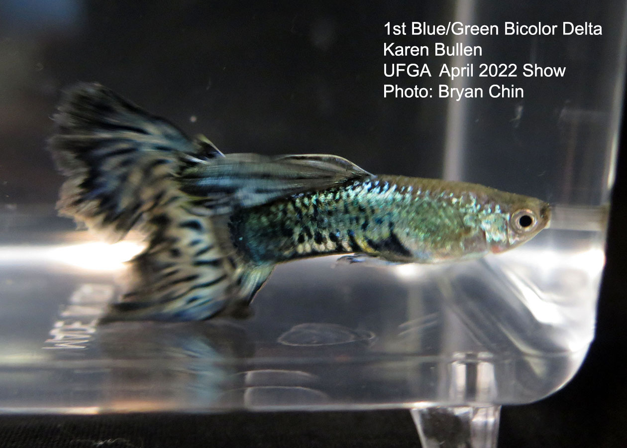 blue green bicolor guppy