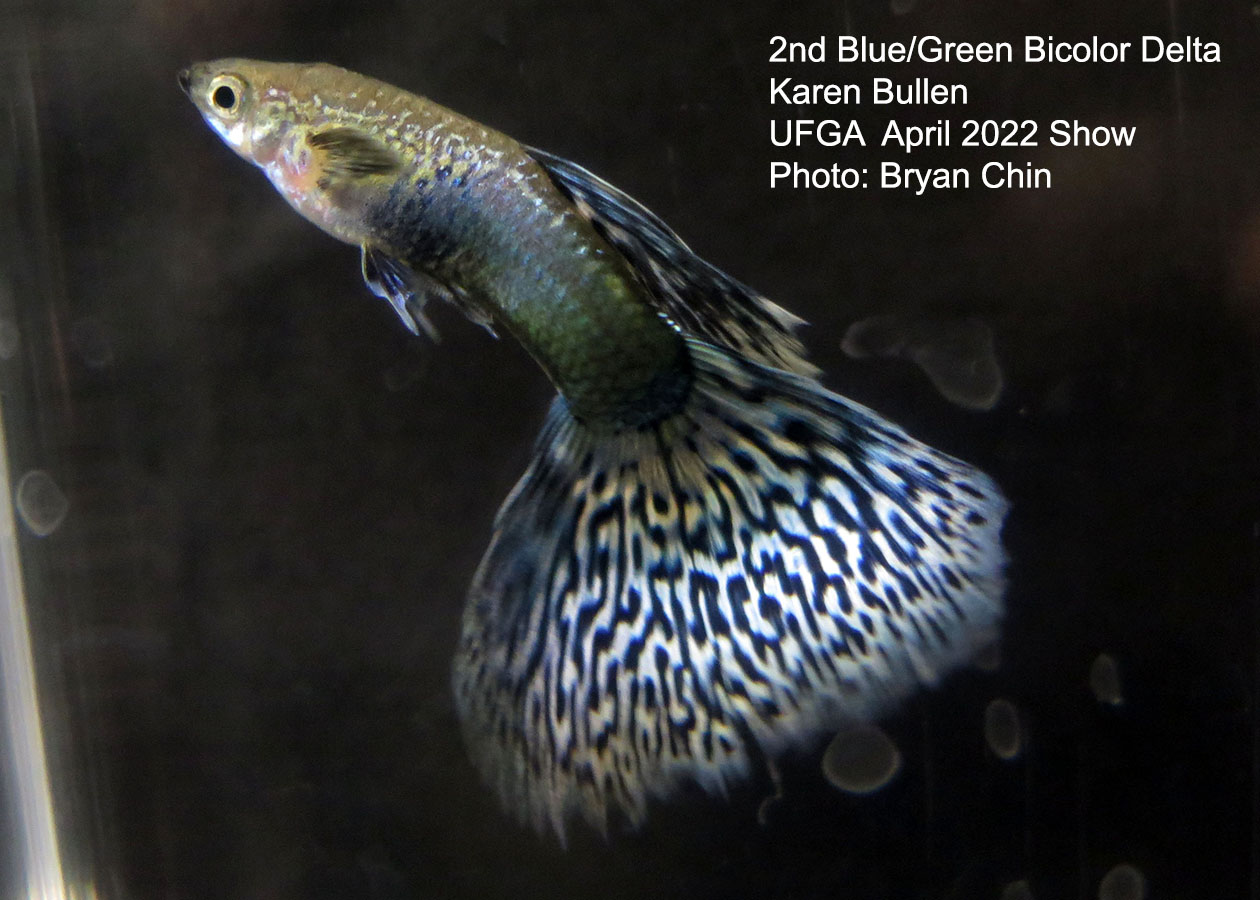 blue green biocolor guppy