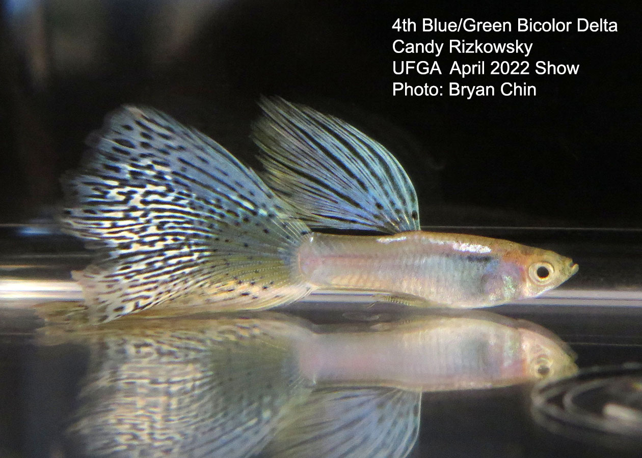 blue green bicolor guppy