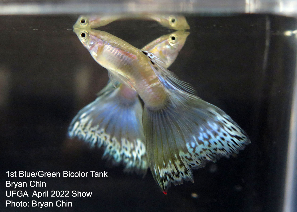 blue green bicolor tank guppy