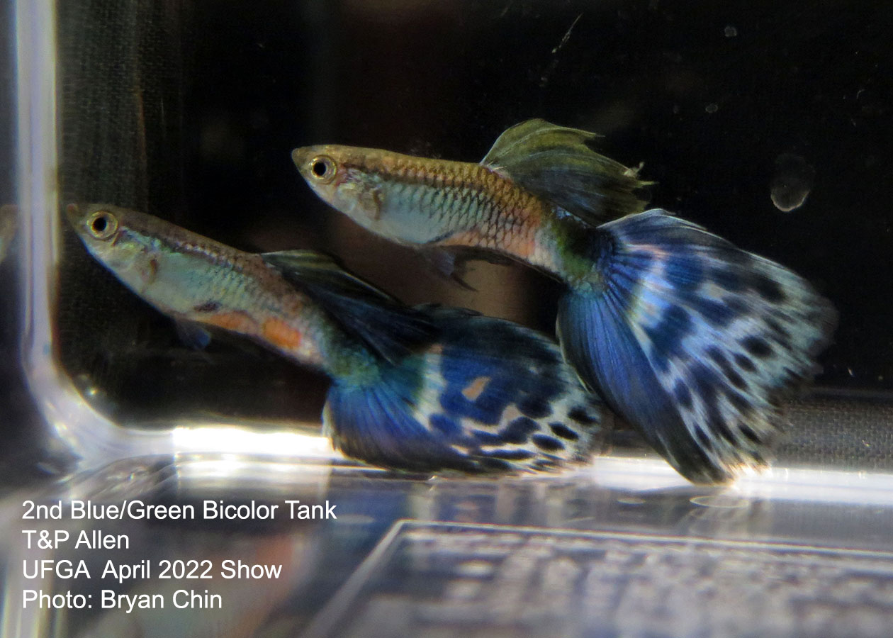 blue green bicolor guppy