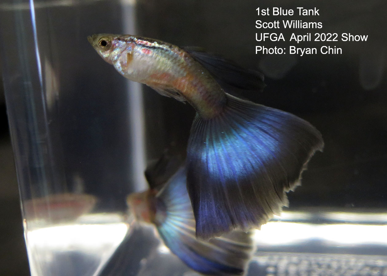 blue guppy