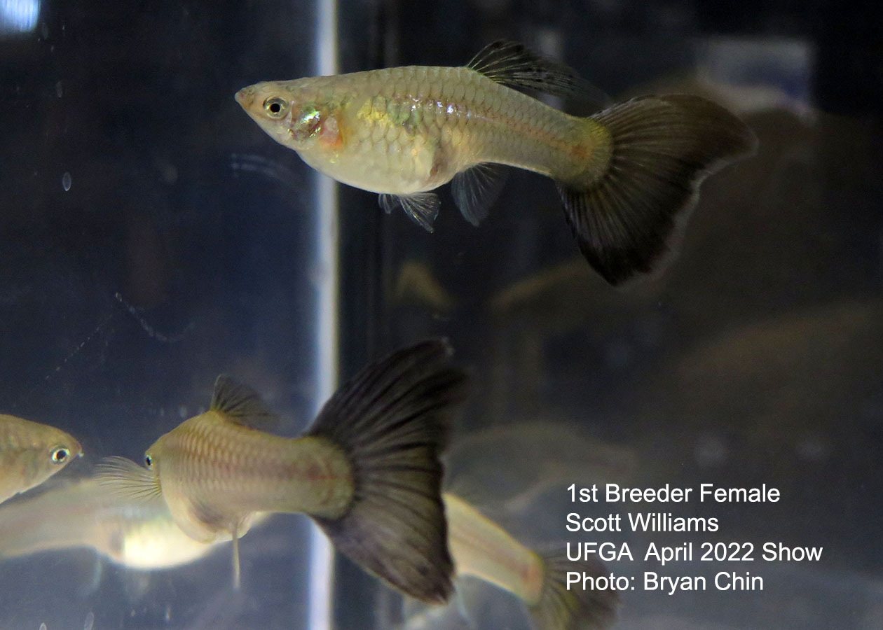 female guppy