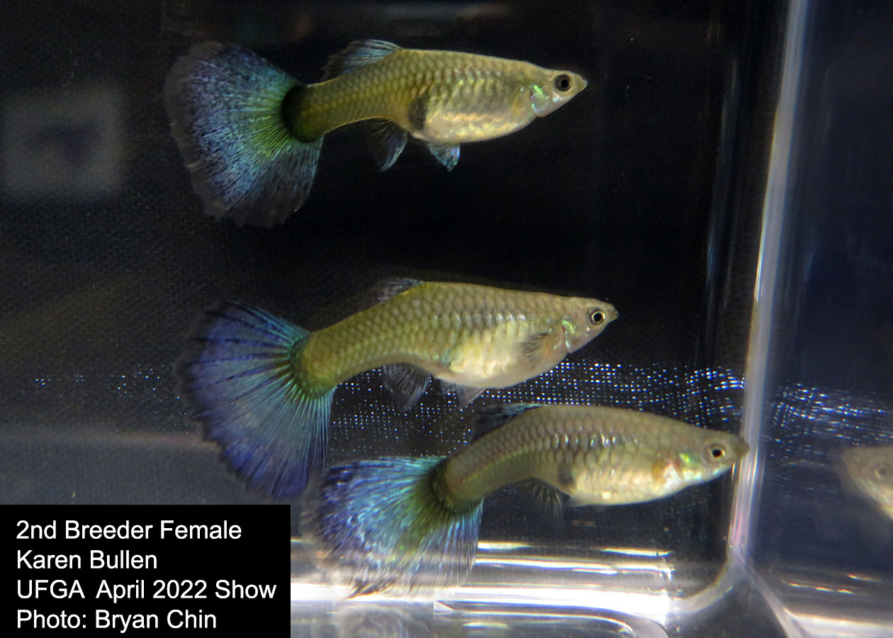 female guppy