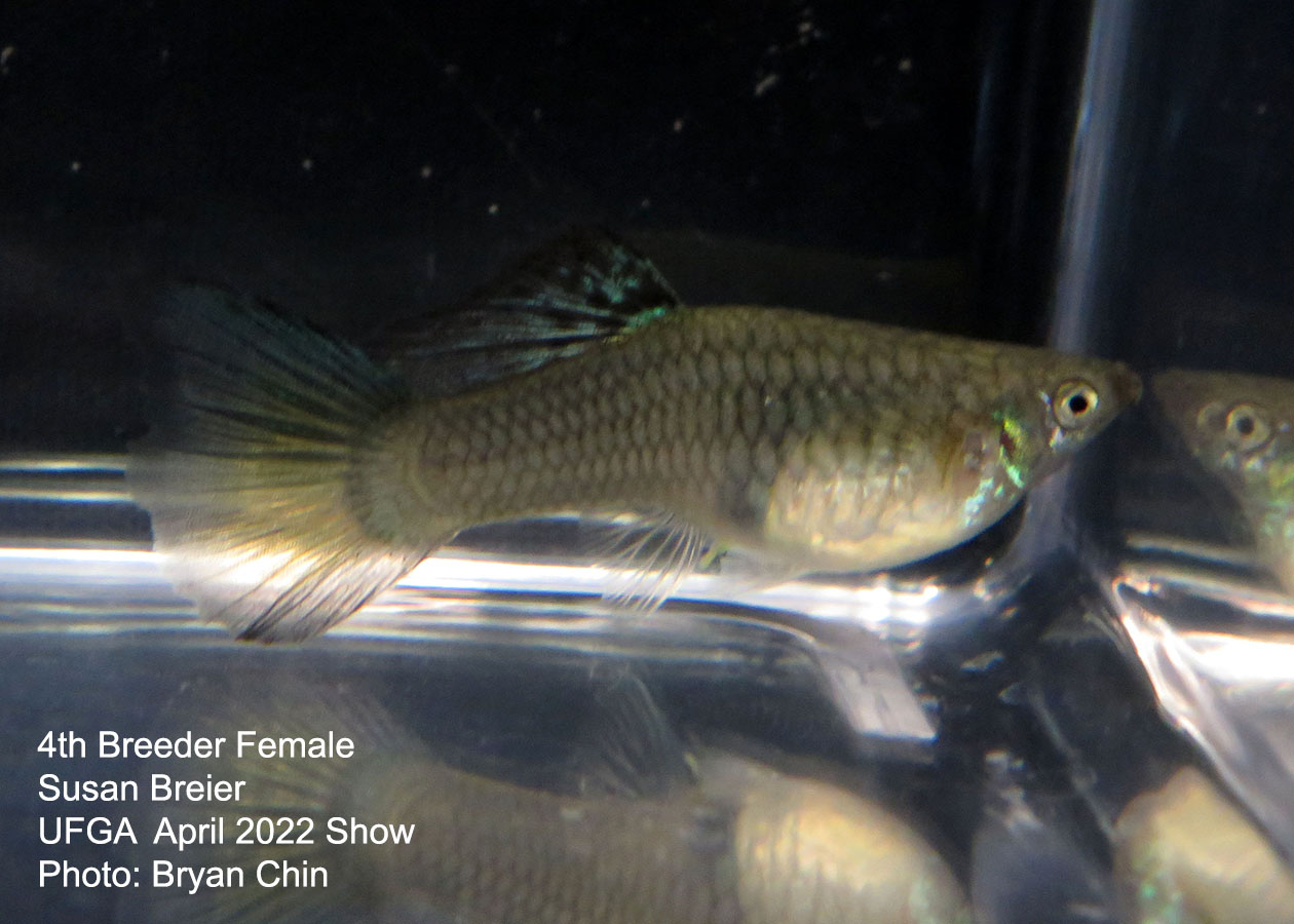 female guppy