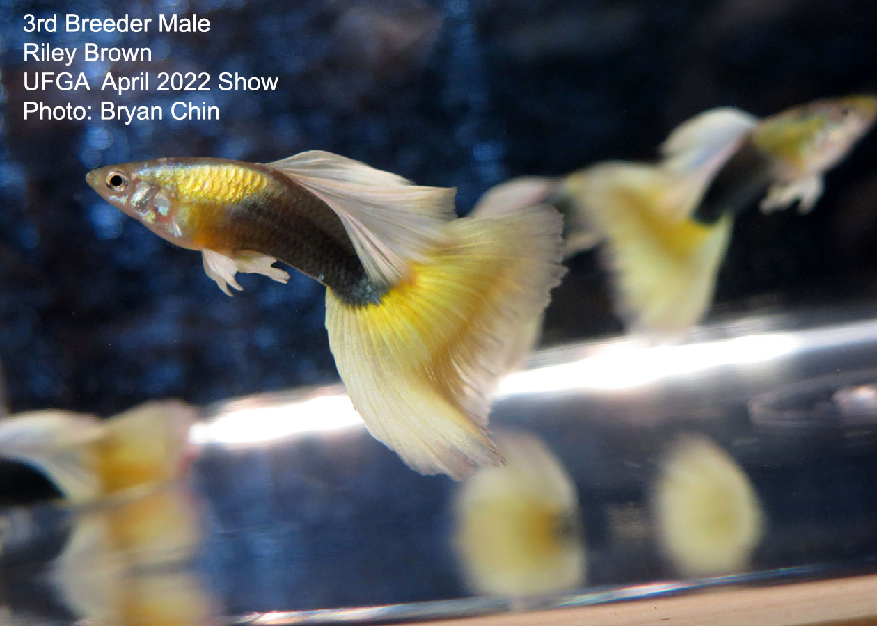 yellow guppy