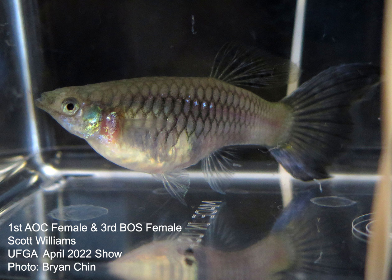 female guppy