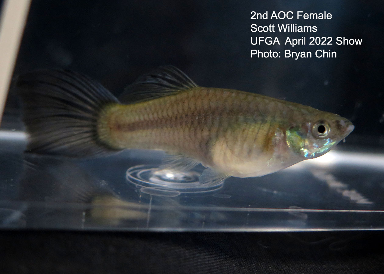 female guppy