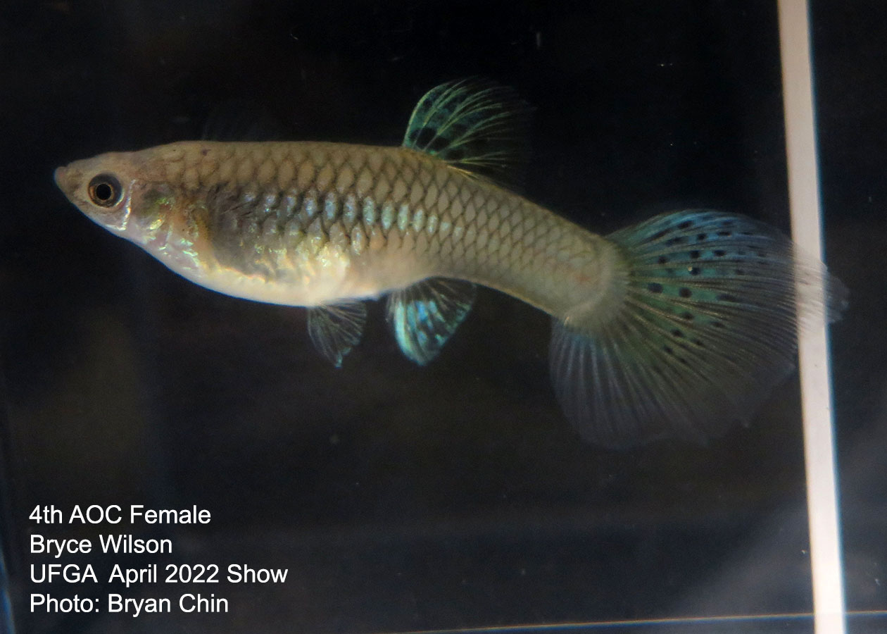 female guppy