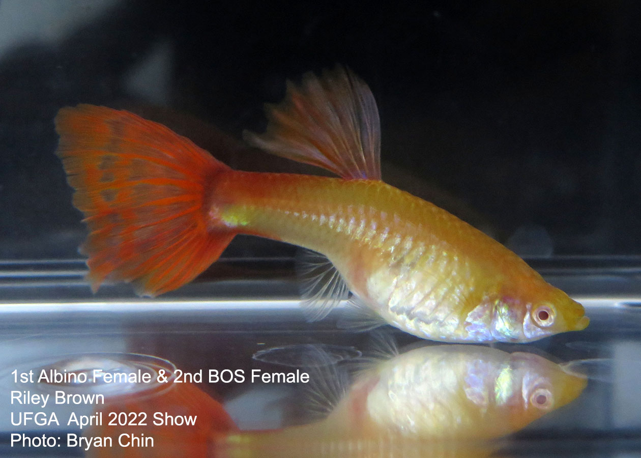 albino female guppy