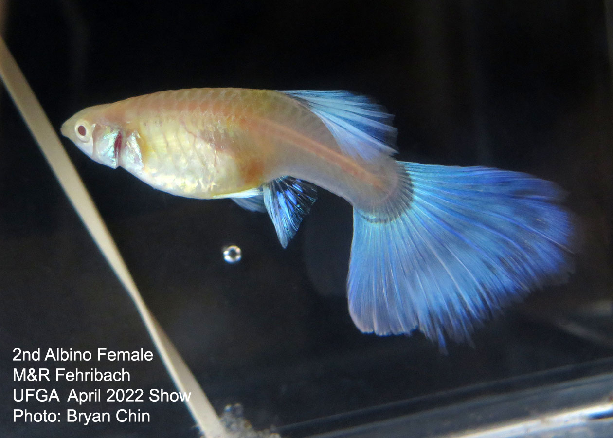 albino female guppy