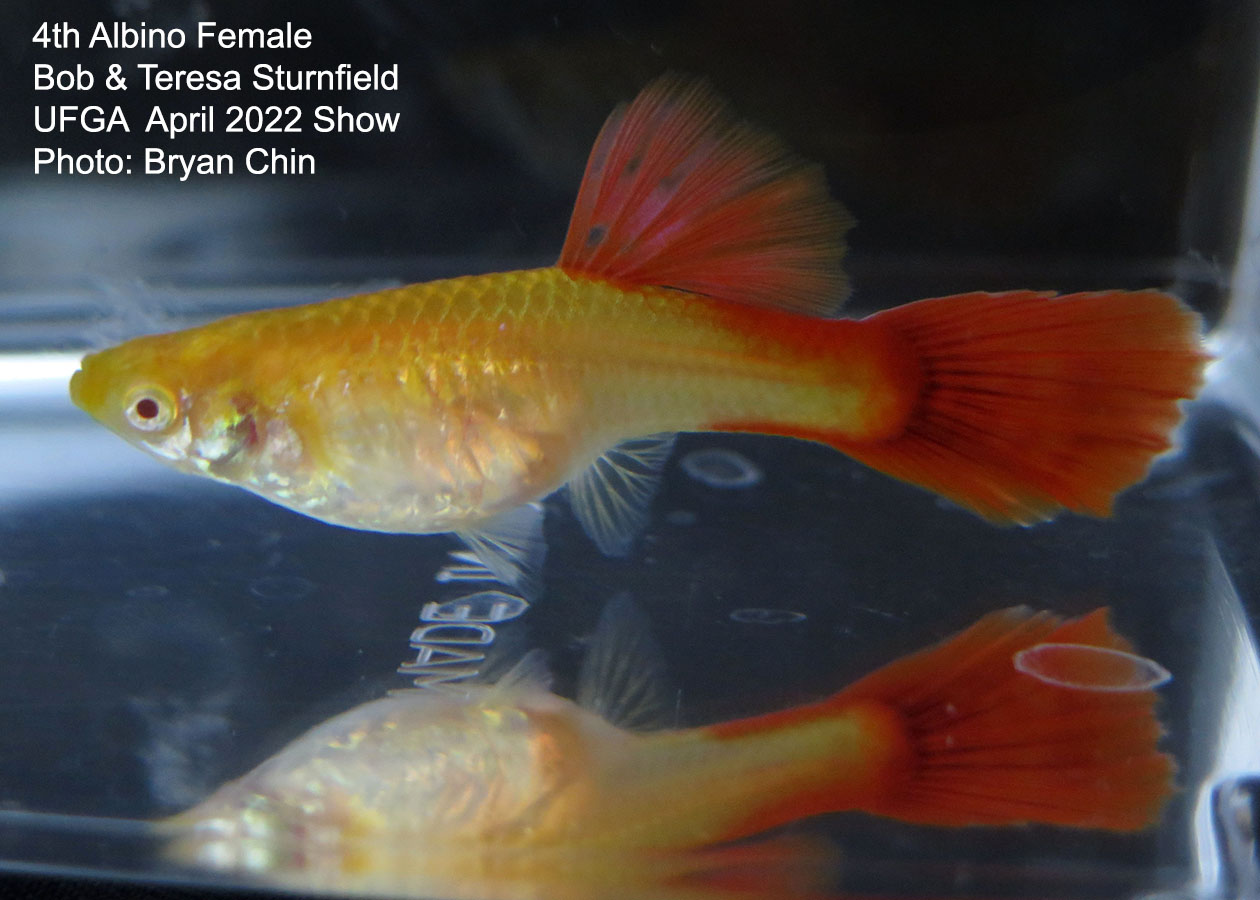 albino female guppy