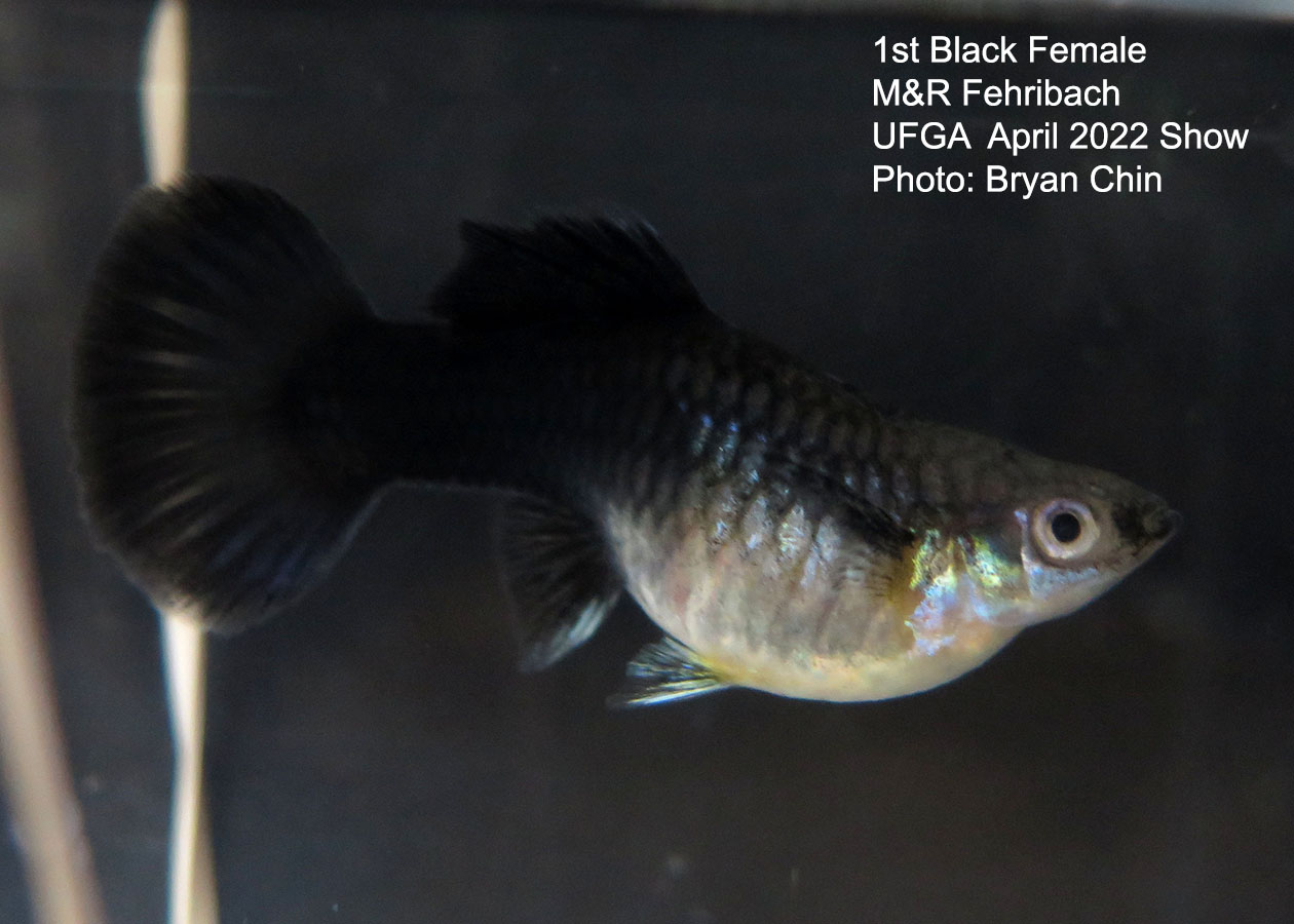 black female guppy