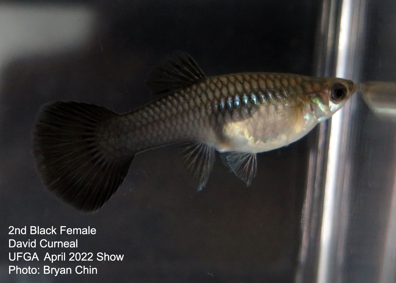 black female guppy