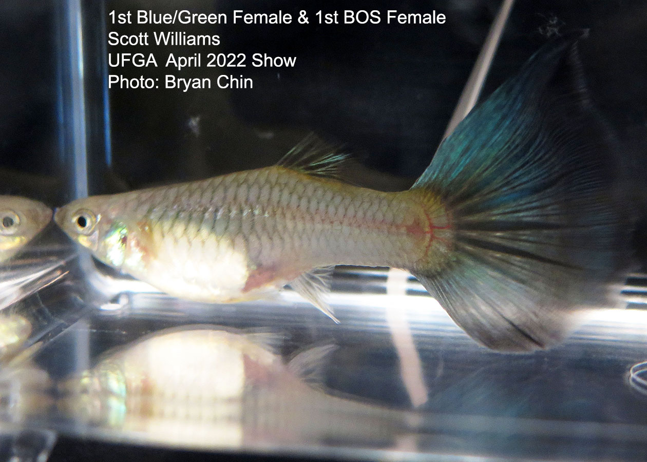 blue green female guppy