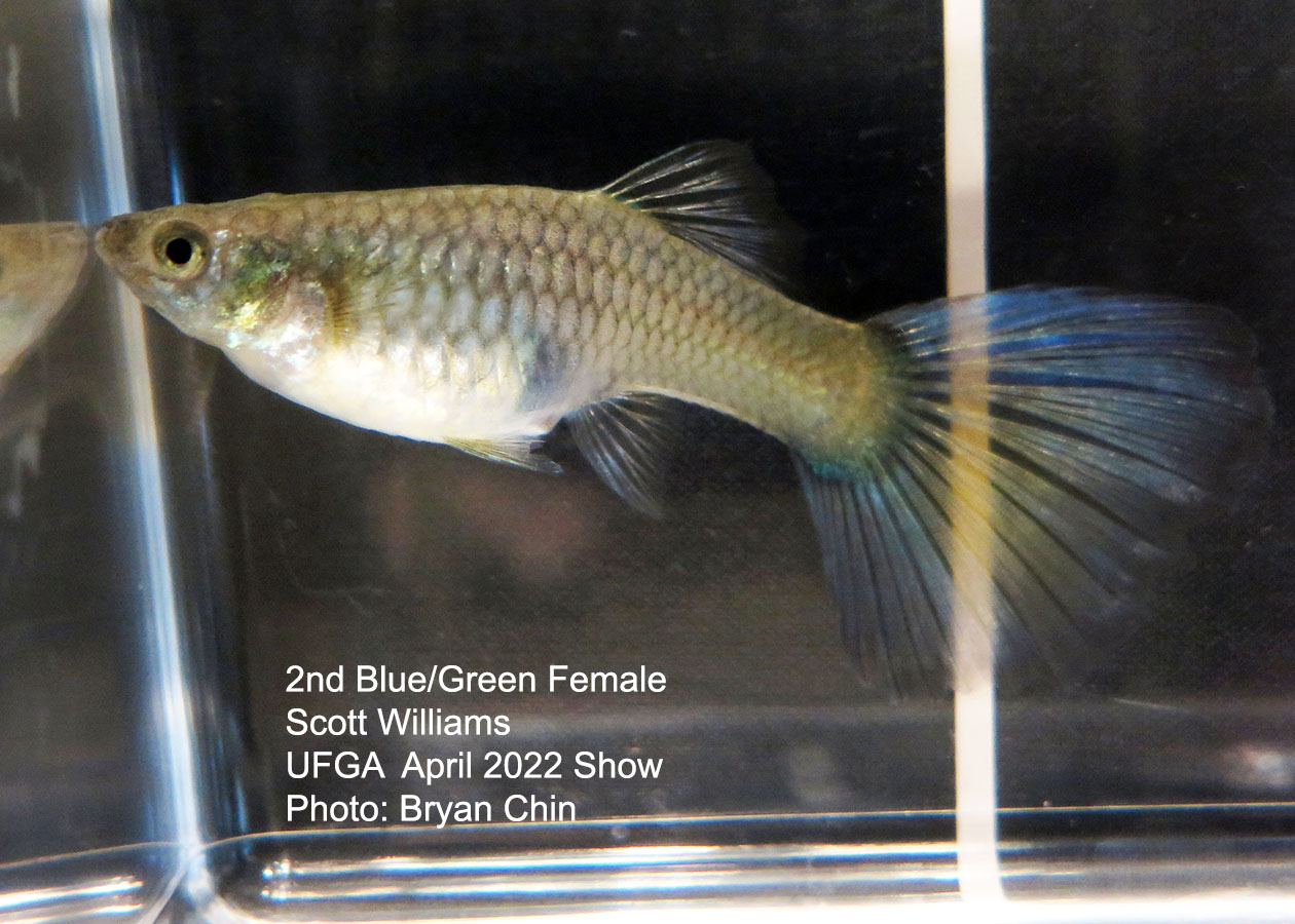 blue green female guppy