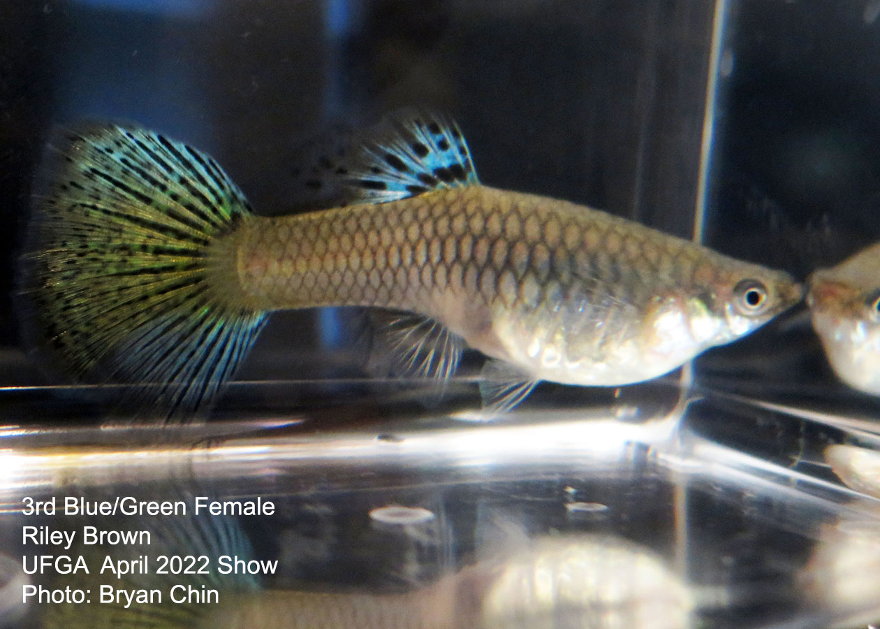 blue green female guppy