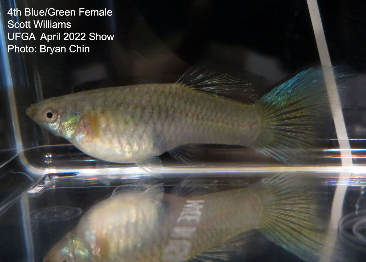 blue green female guppy