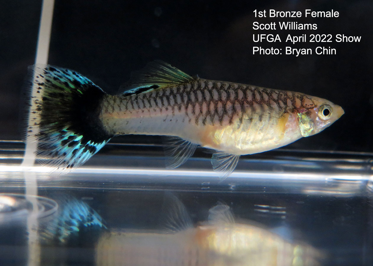 bronze female guppy