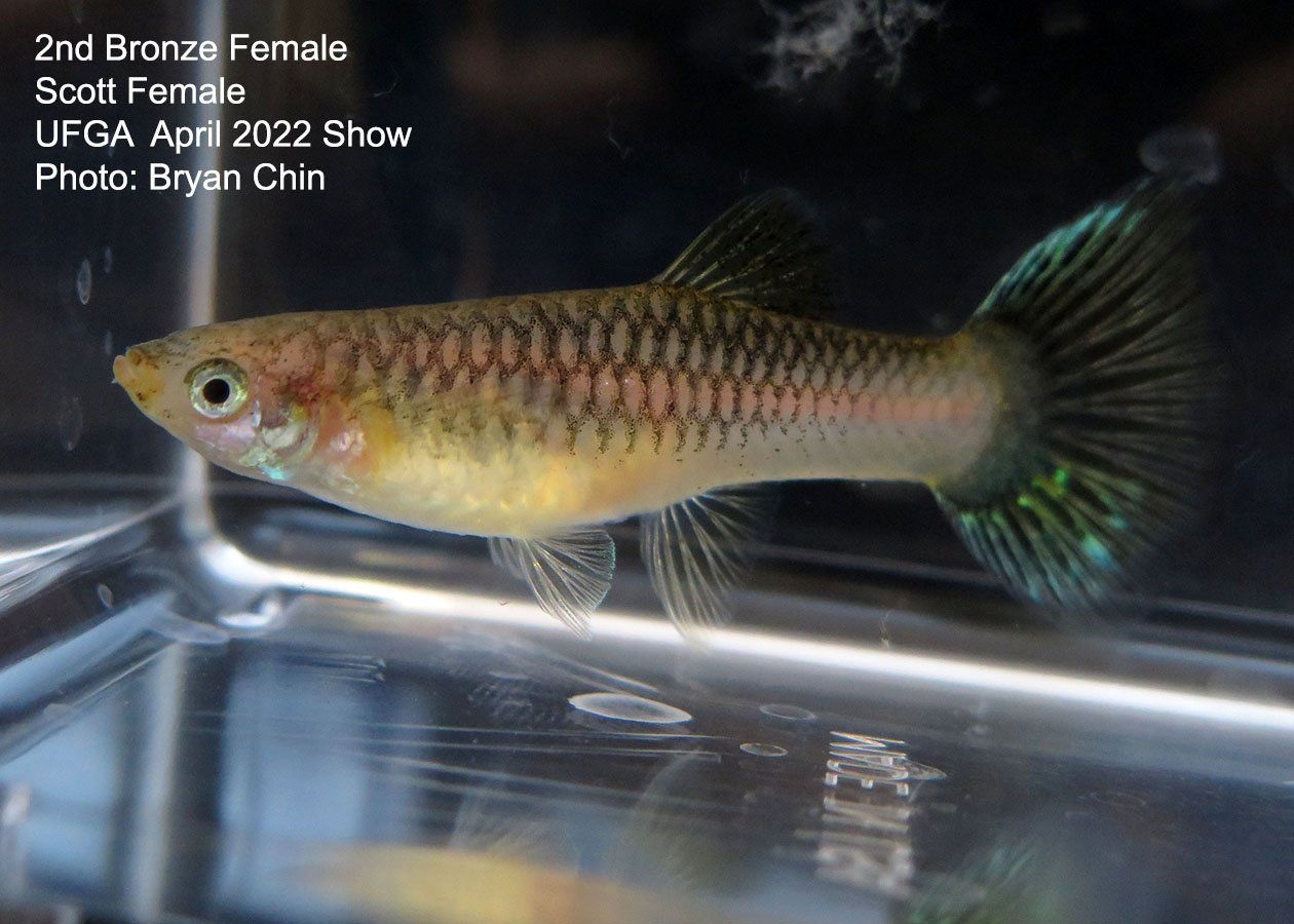 bronze female guppy